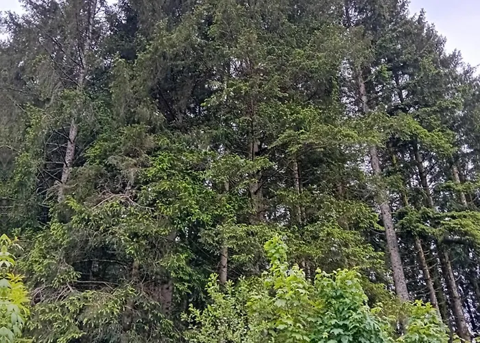 Chambre Studio * Gérardmer